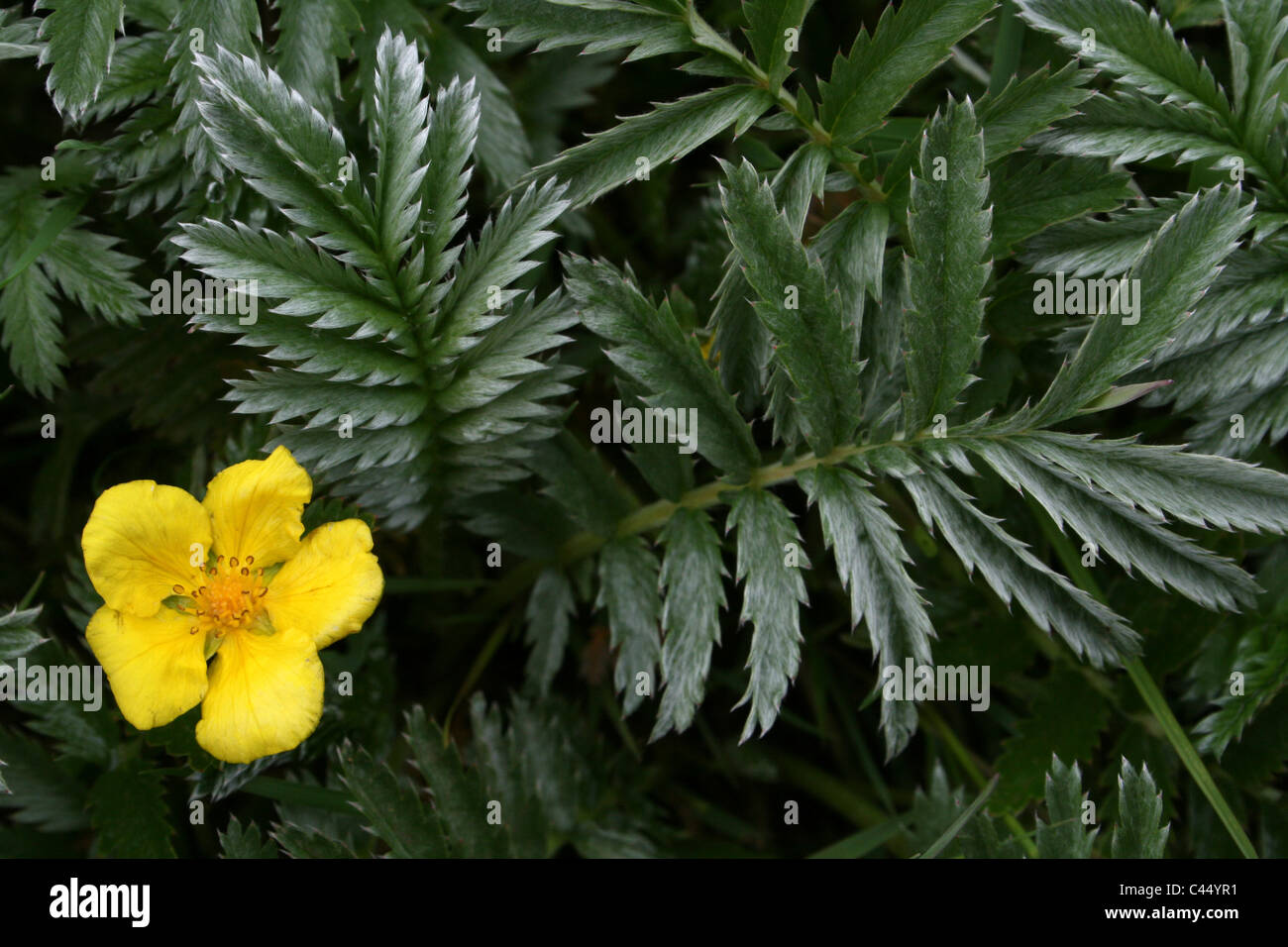 Silverweed Potentilla anserina Banque D'Images