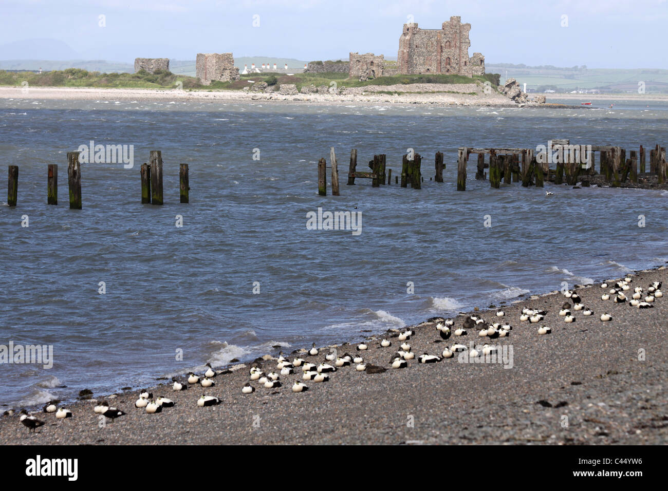Les eiders se reposant sur la plage avec Piel Château en toile de fond, à l'Île Walney, Cumbria, UK Banque D'Images