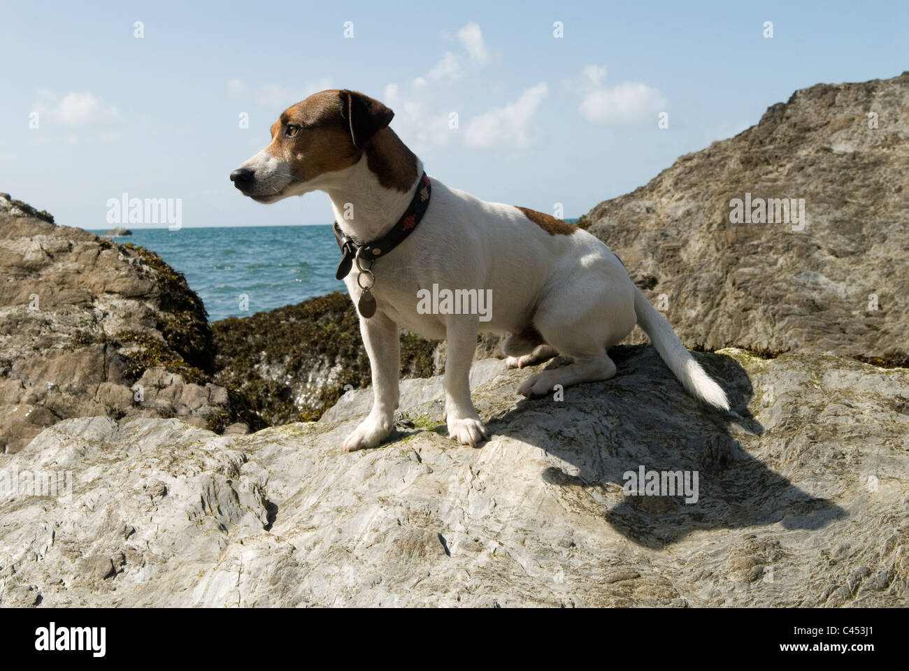 Jack Russel Terrier un beau chien de compagnie. Assis profitant de la lumière du soleil d'été au bord de la mer. Combe Martin Somerset Angleterre. ANNÉES 2011 2010 ROYAUME-UNI HOMER SYKES Banque D'Images