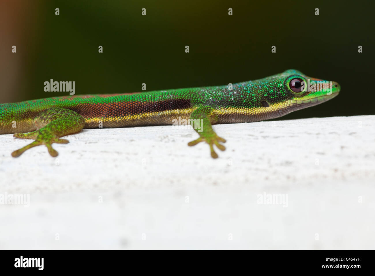 Side-striped Green Day Gecko (Phelsuma lineata). Madagascar. Banque D'Images