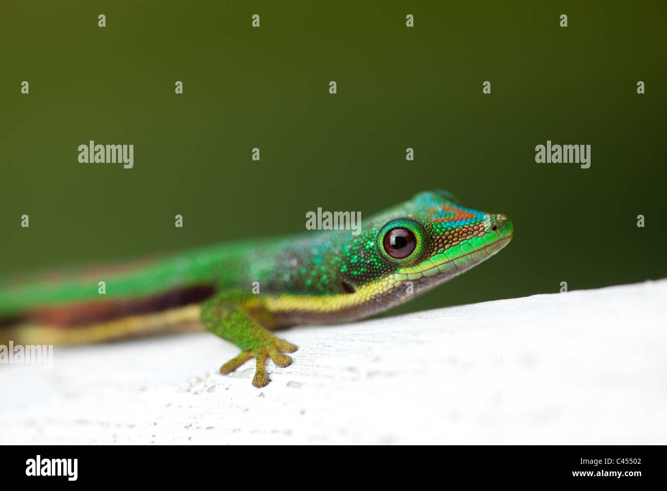 Side-striped Green Day Gecko (Phelsuma lineata). Madagascar. Banque D'Images