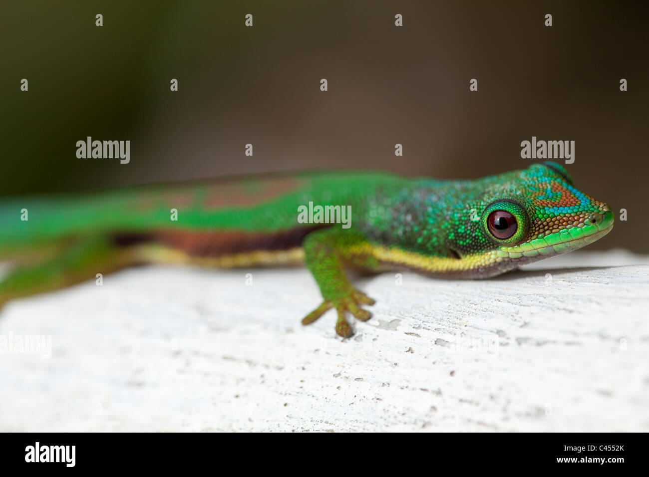 Côté vert-jour à rayures (Gecko Phelsuma lineata). Madagascar. Banque D'Images