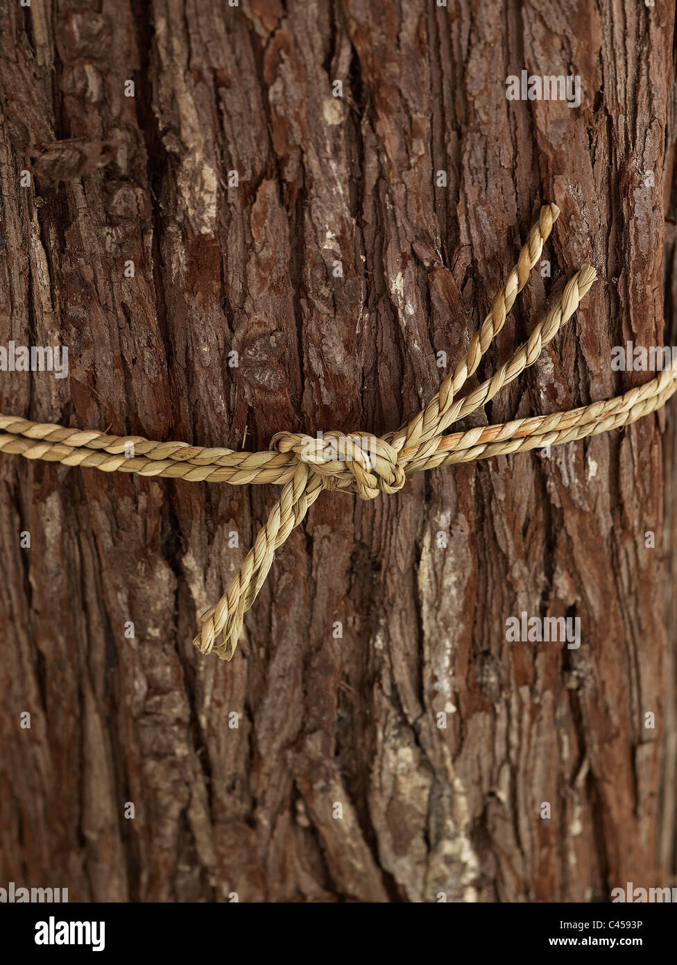 Corde liée au tronc de l'arbre, close-up Banque D'Images