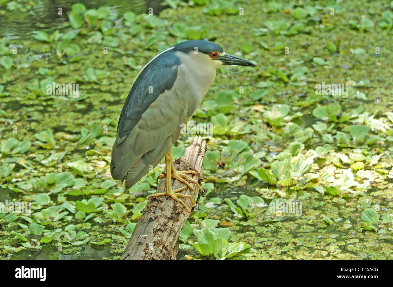 Nigh (Nycticorax nycticorax) oiseau seul debout en marais. Banque D'Images