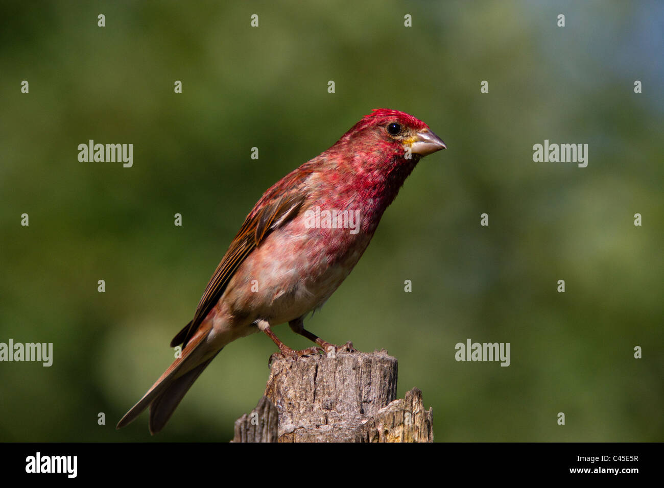 Roselin pourpré - Mâle Banque D'Images