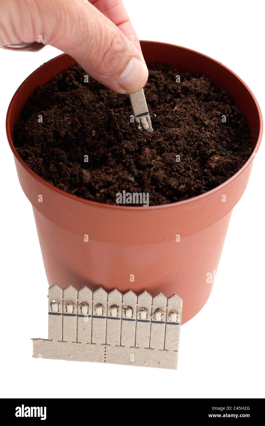 La plantation dans un pot en plastique de 5 pouces bâtons de graines de laitue petit bijou Banque D'Images