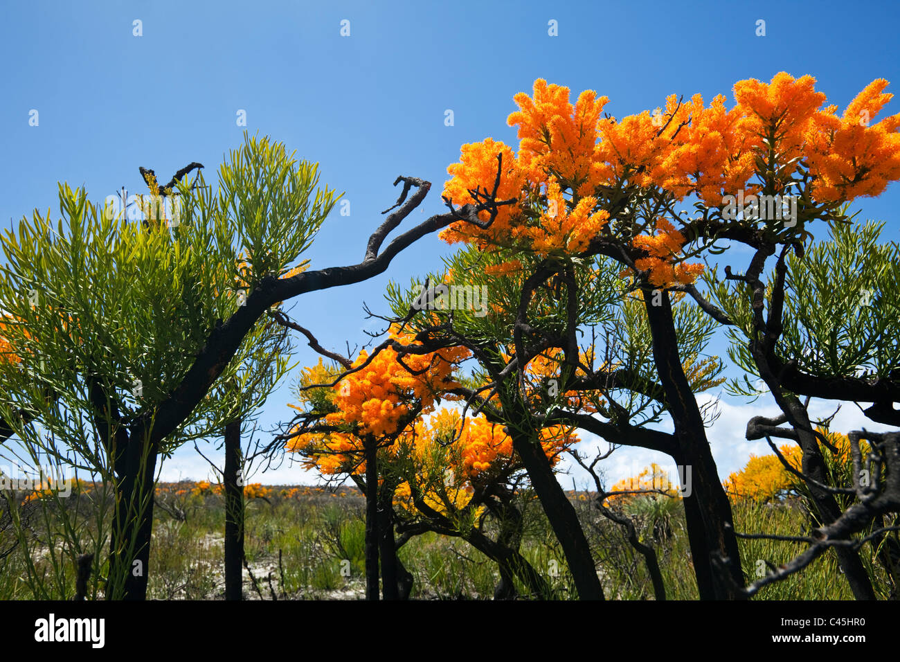 Arbre de Noël de l'ouest de l'Australie (Nuytsia floribunda). Cape Le Grand National Park, Esperance, Western Australia, Australia Banque D'Images