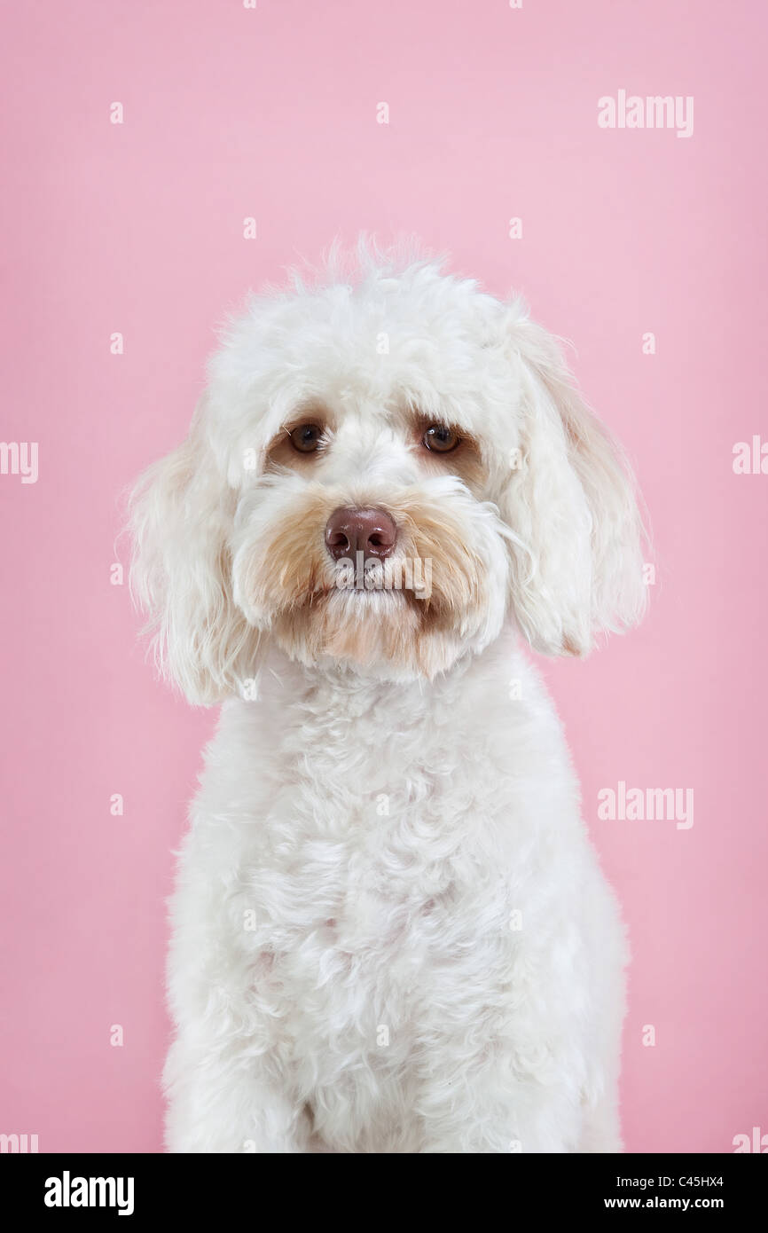 Blanches Maltese dog rose sur un fond de studio. Banque D'Images