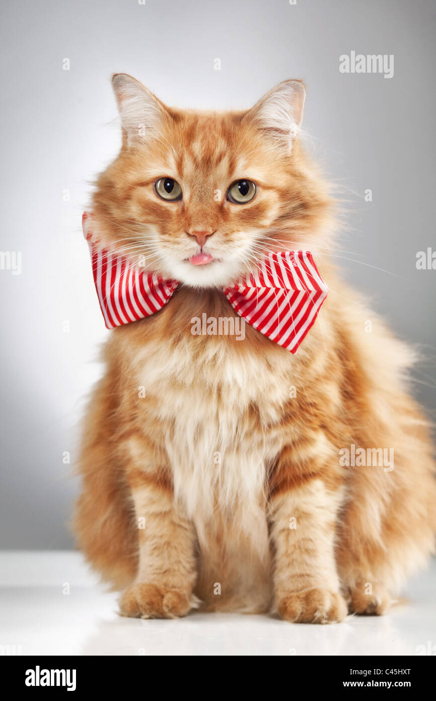 Un chat à poil long orange moelleux portant un nœud papillon et qui sort d'une langue rose, tourné dans un studio sur un tableau blanc contre gris. Banque D'Images