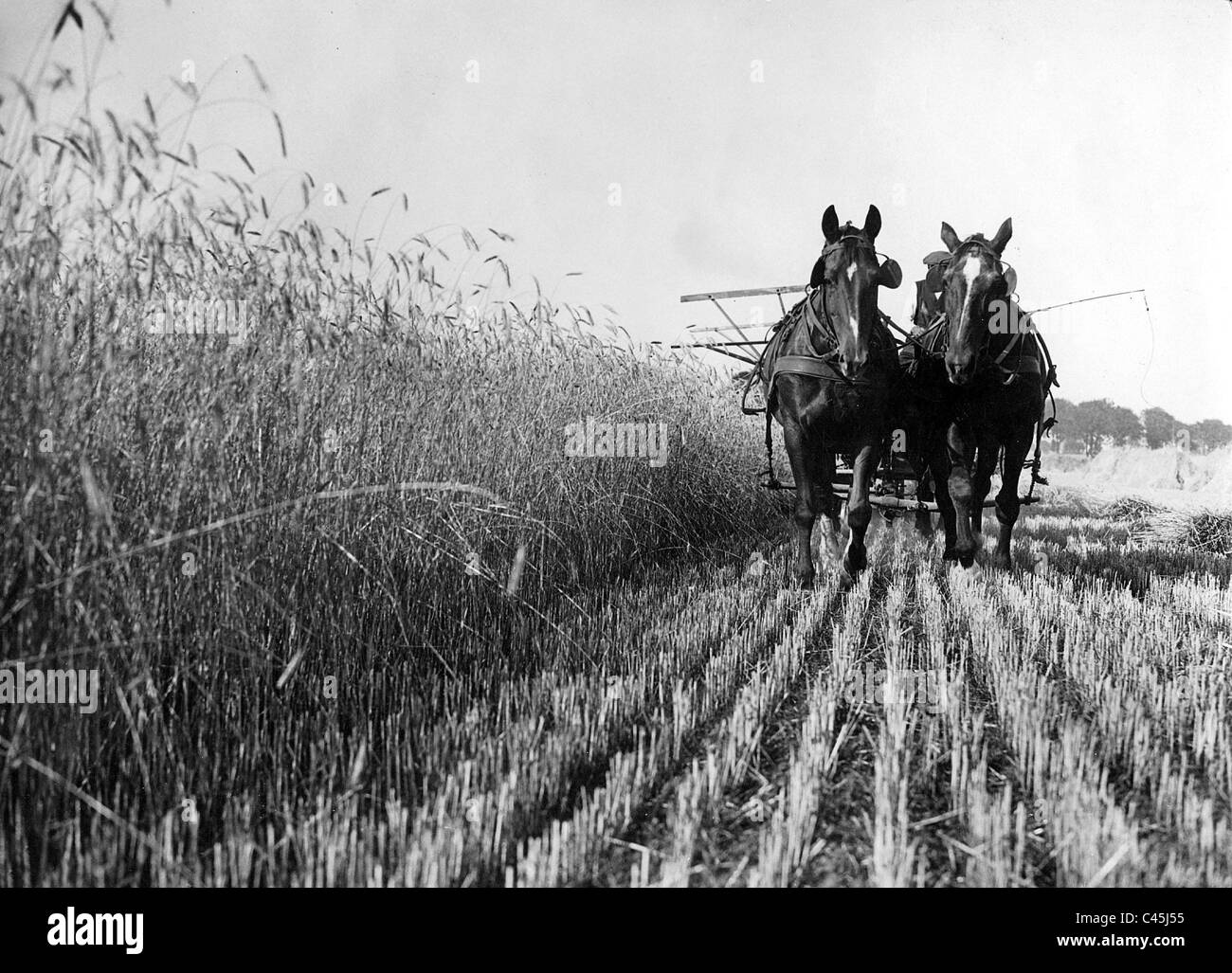 La récolte de céréales dans la région de Poméranie, 1934 Banque D'Images