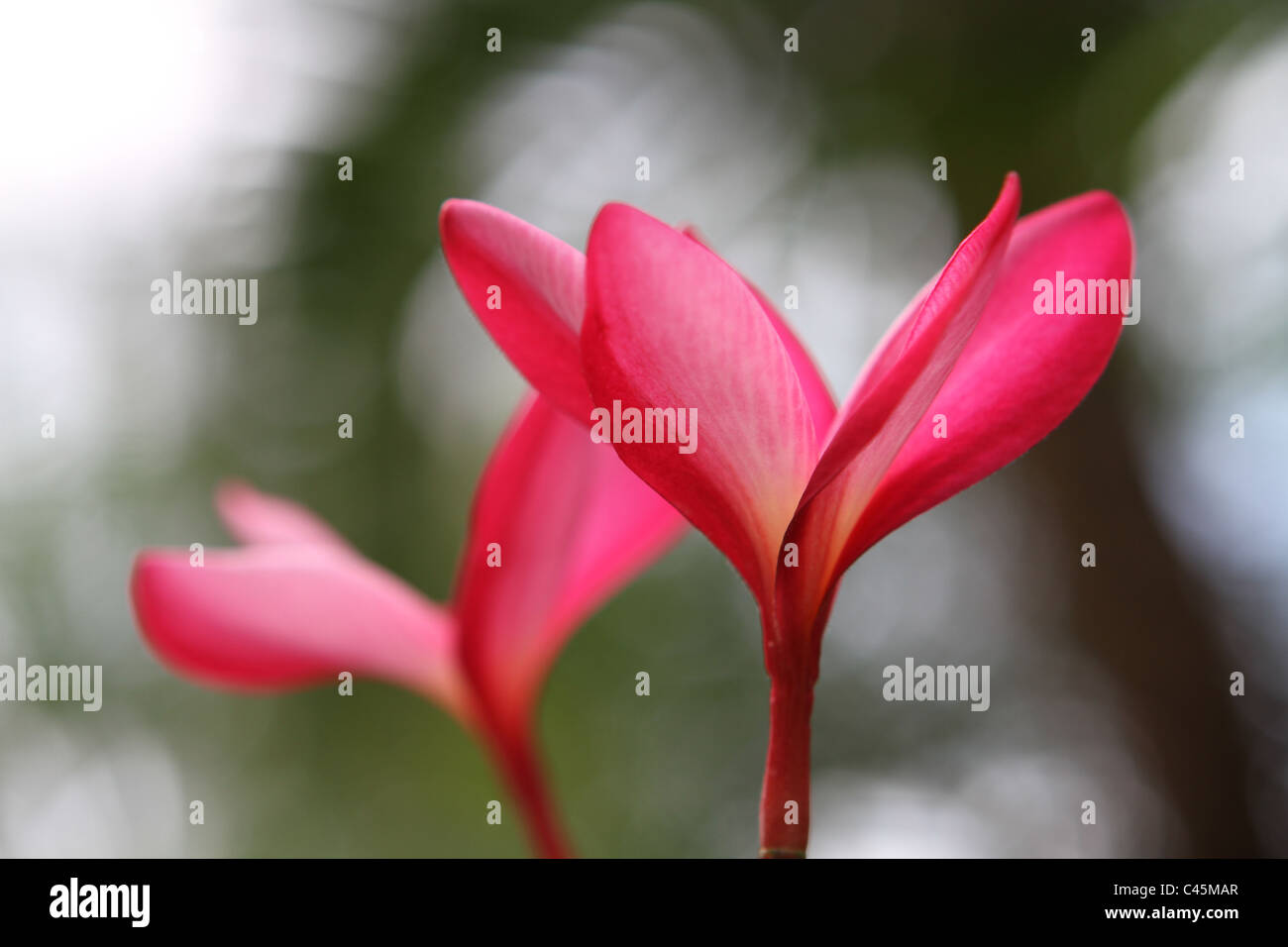 Frangipanier : Planter, Entretenir, Tailler Et Bouturer