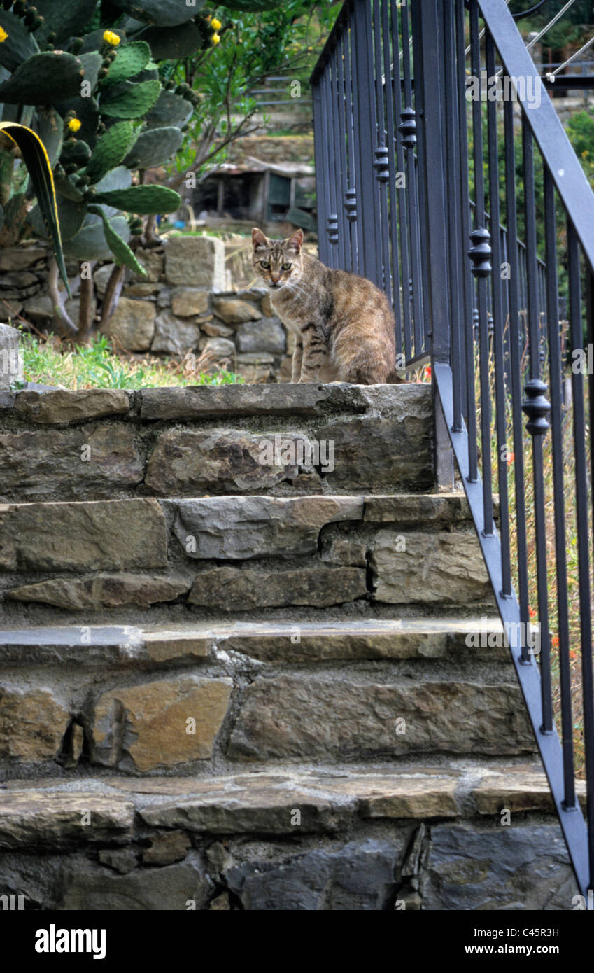 Chat sur mesures dans le village de Riomaggiore Cinque Terre, Italie Banque D'Images