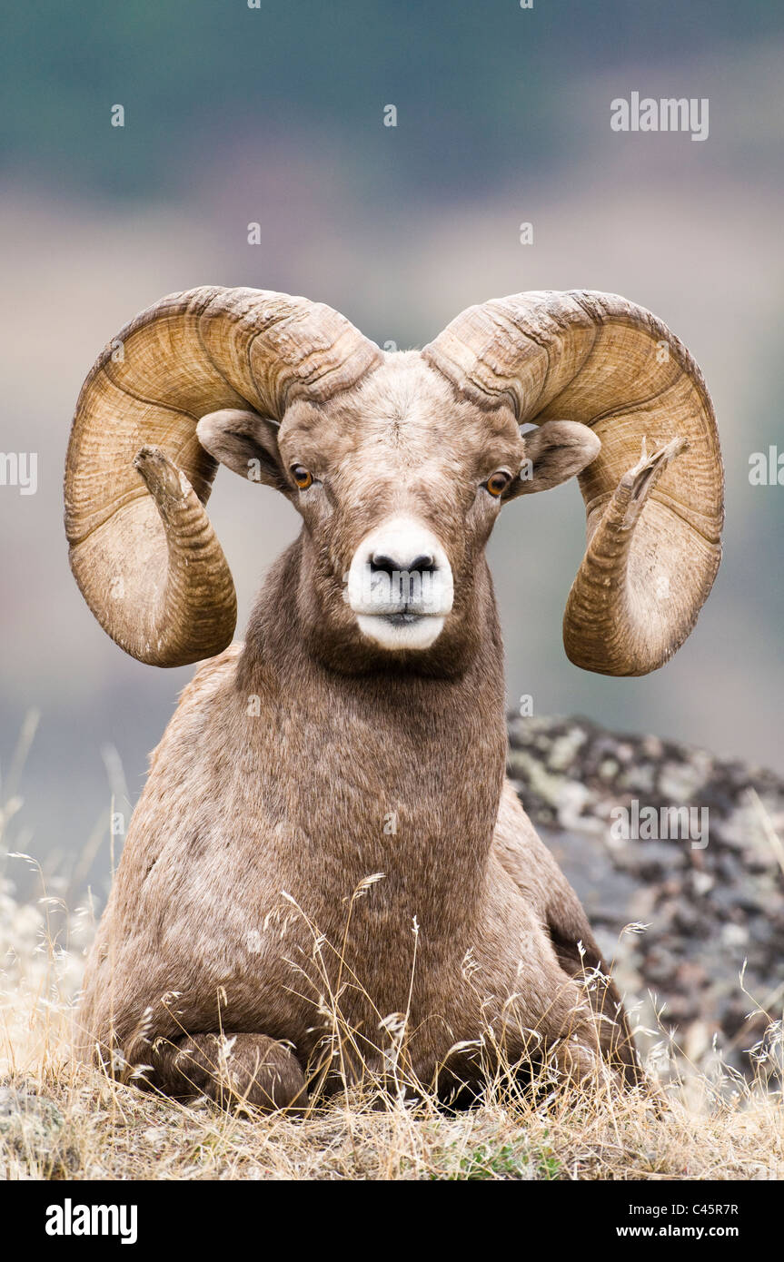 Le mouflon des montagnes de ram (Ovis canadensis) Banque D'Images