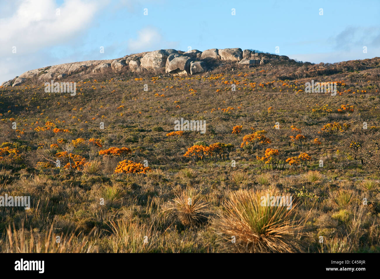 Les arbres de Noël de l'ouest de l'Australie (Nuytsia floribunda). Cape Le Grand National Park. Esperance, Australie occidentale, Australie Banque D'Images