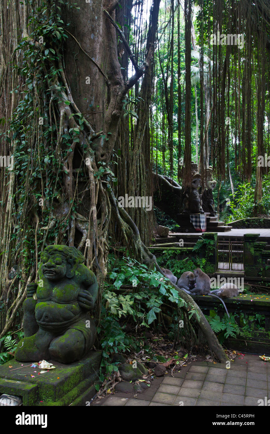 MACAQUES (Macaca fascicuiaris balinais), les touristes et les BANIANS dans la Monkey Forest Park - UBUD, BALI, INDONÉSIE Banque D'Images