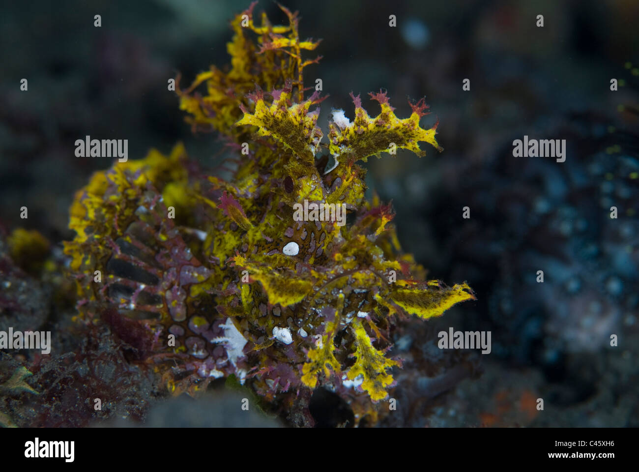 Portrait de Weedy Rhinopias frondosa, poisson scorpion, avec de fausses taches oculaires, KBR, Détroit de Lembeh, Sulawesi, Indonésie. Banque D'Images