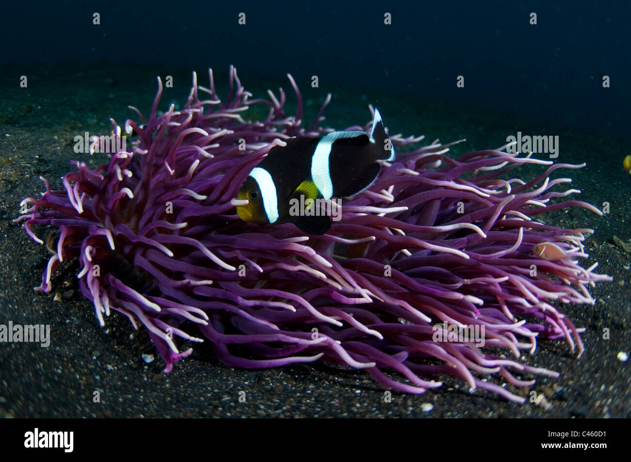 Saddleback poisson clown, plus purple anemone, KBR, Détroit de Lembeh, Sulawesi, Indonésie. Banque D'Images