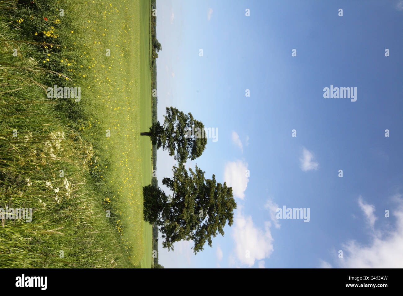 Champs de pays, avec des arbres Banque D'Images