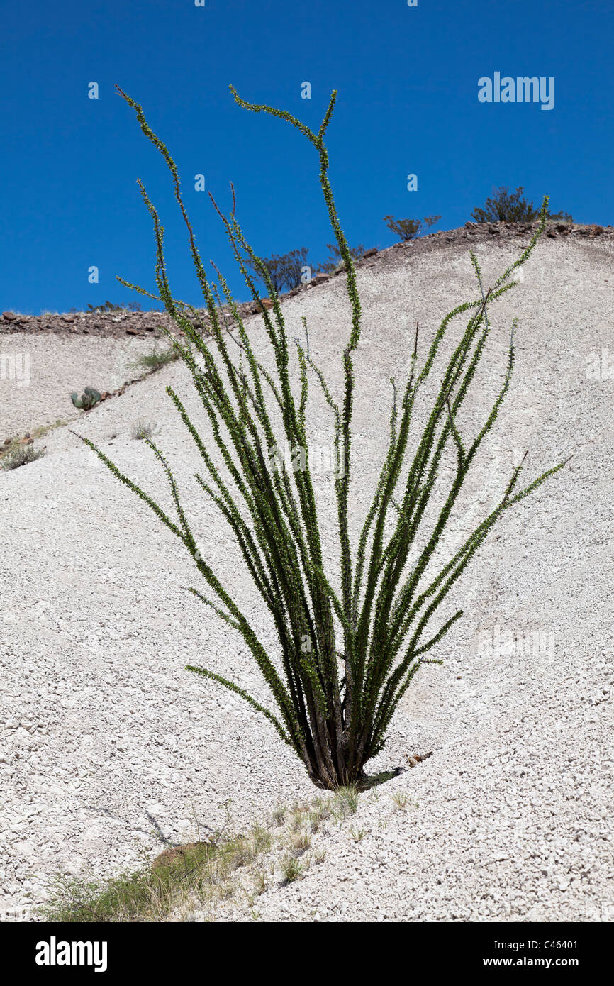 La société Fouquieria splendens en désert de Chihuahuan Big Bend National Park Utah USA Banque D'Images