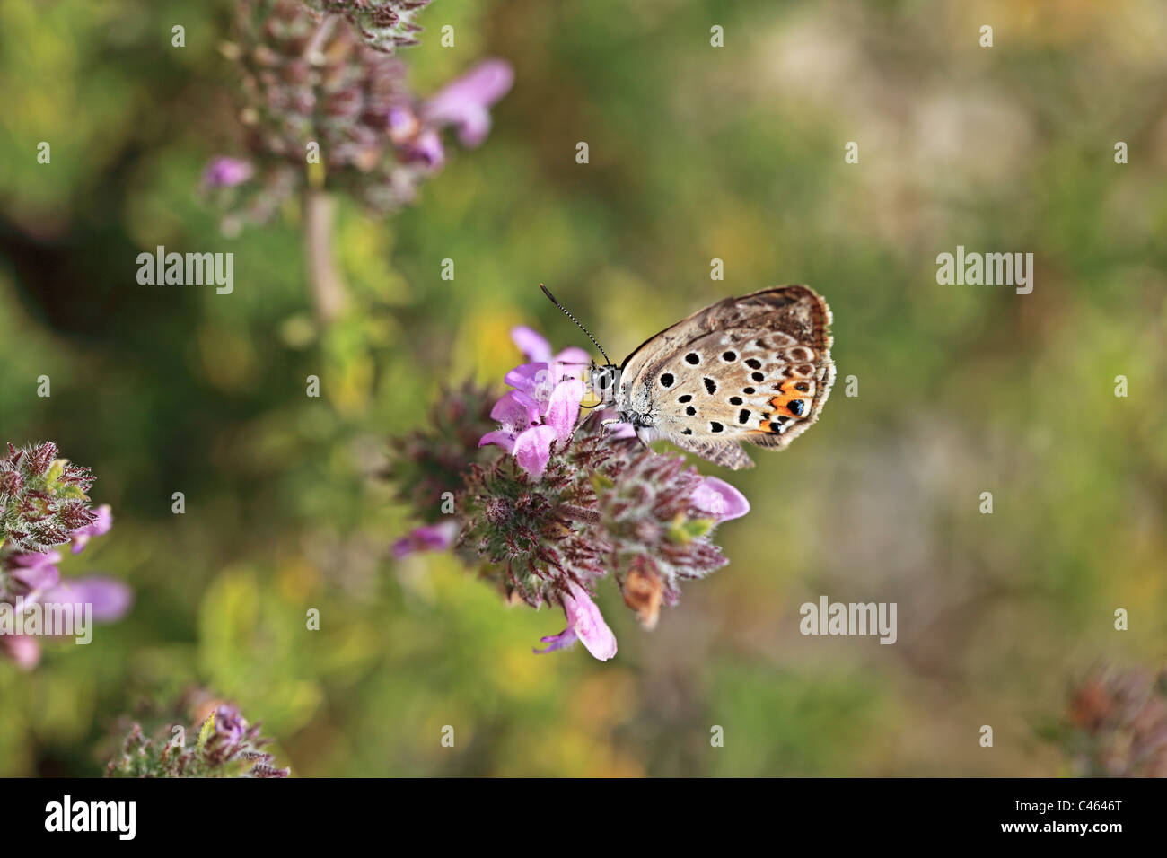 Abeille sur une fleur de thym Kos Grèce Banque D'Images