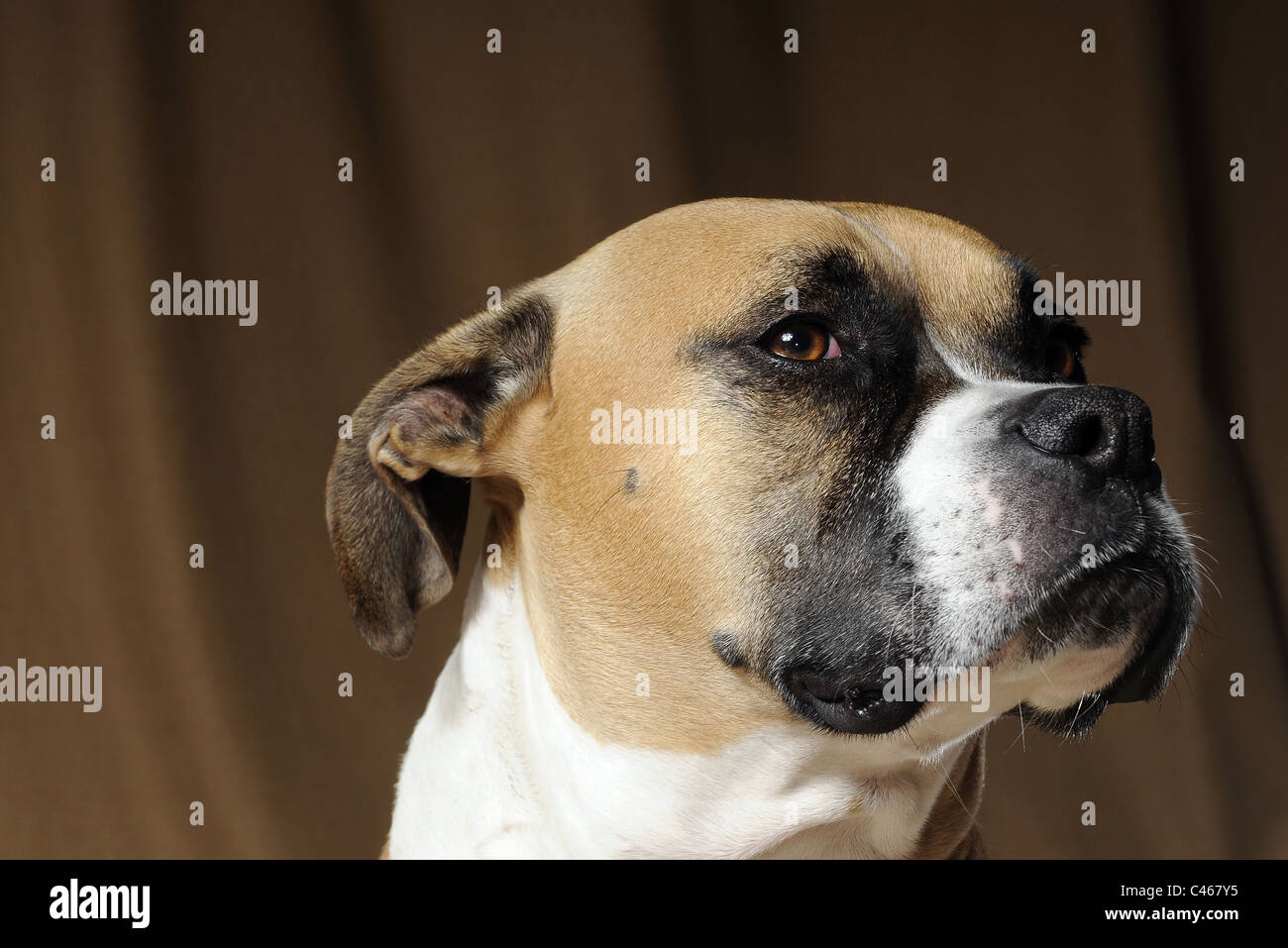 Une race mélangée Boxer bulldog américain Photo Stock - Alamy
