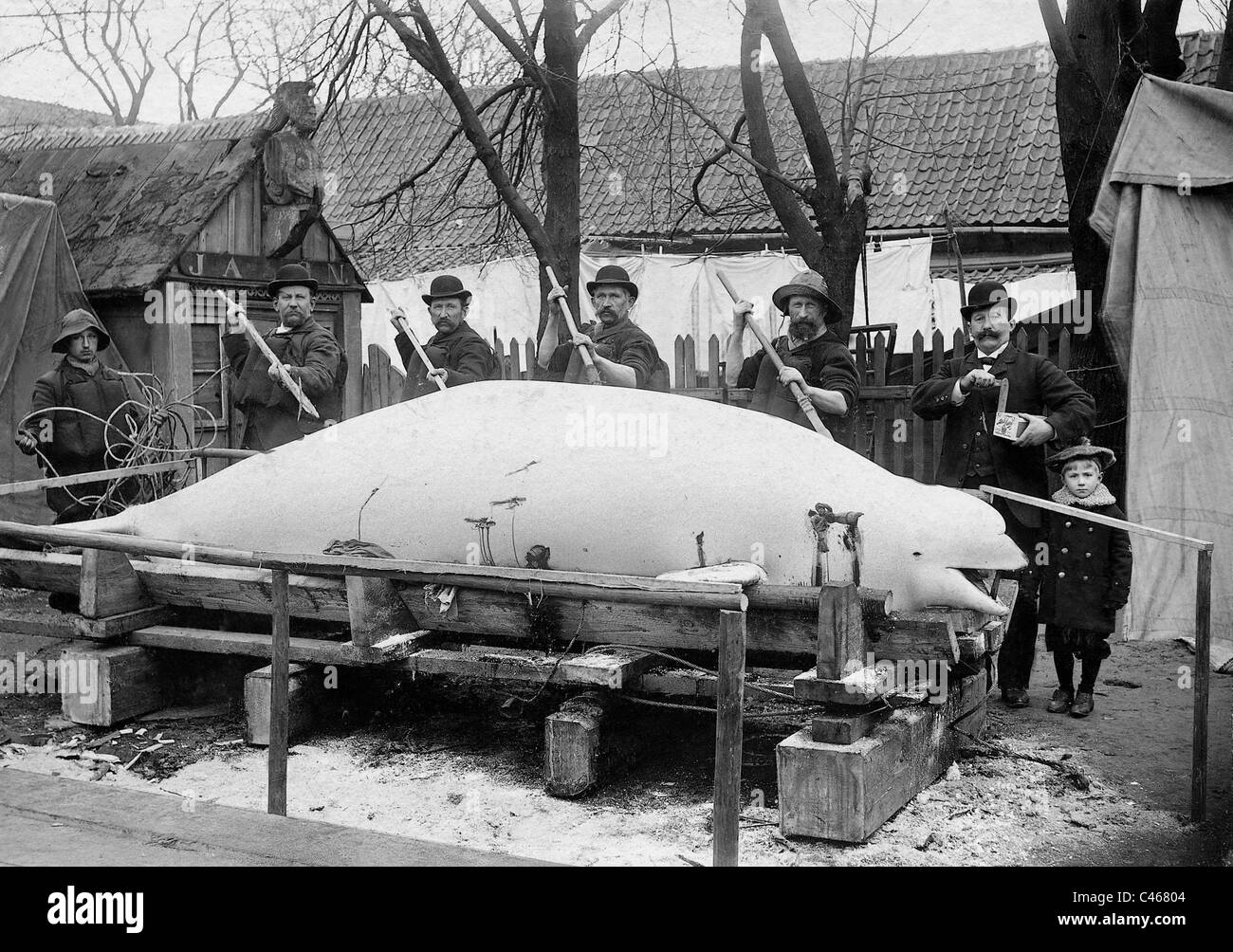 Les pêcheurs présents un chassé la baleine, 1908 Banque D'Images