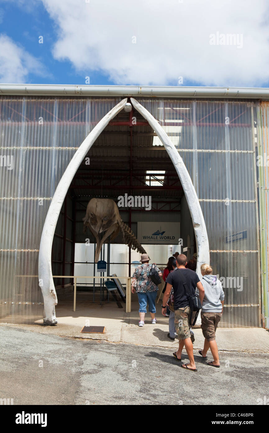 Les touristes visitant la pièce squelette de baleine au World Museum. La baie Frenchman, Albany, Australie occidentale, Australie Banque D'Images