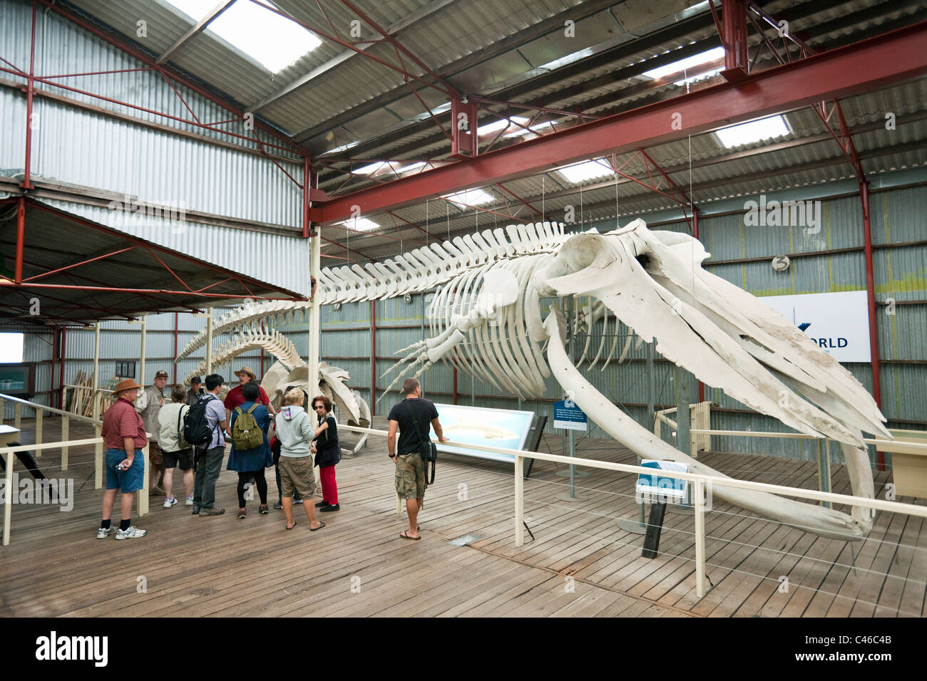 Squelette de rorqual bleu à Whale World museum. La baie Frenchman, Albany, Australie occidentale, Australie Banque D'Images