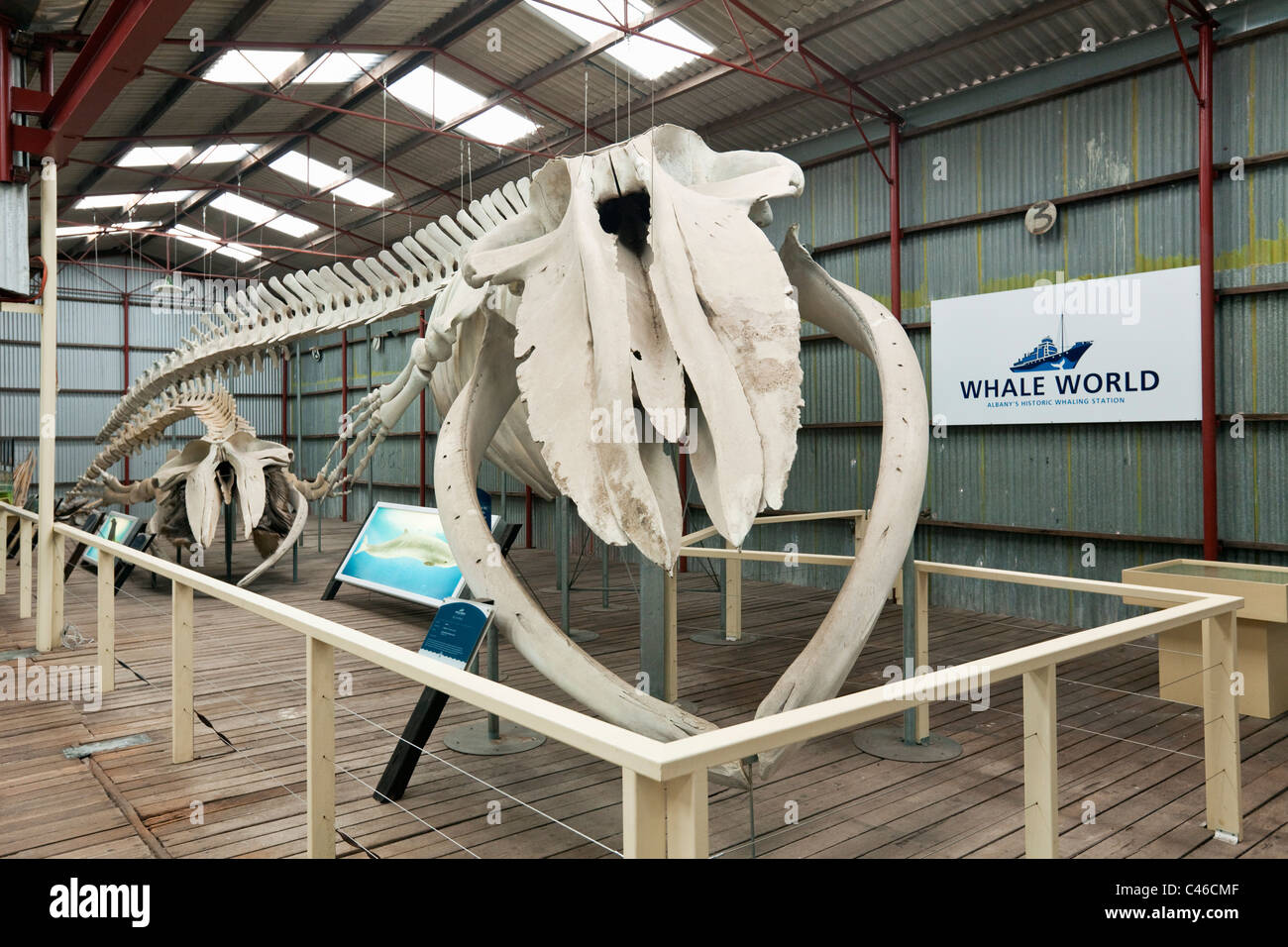 Squelette de rorqual bleu à Whale World museum. La baie Frenchman, Albany, Australie occidentale, Australie Banque D'Images