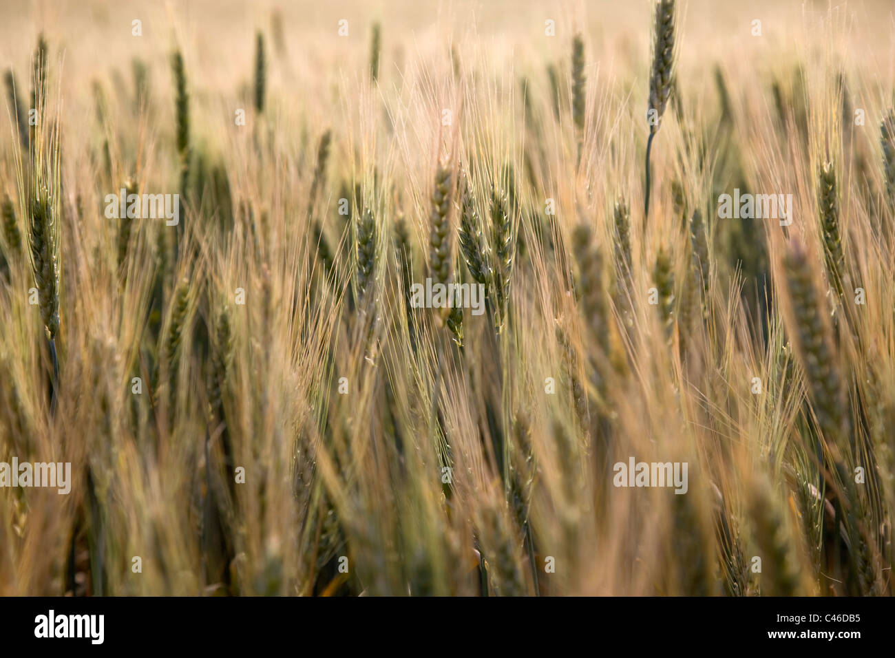 Photographie d'un champ de blé dans la plaine Banque D'Images