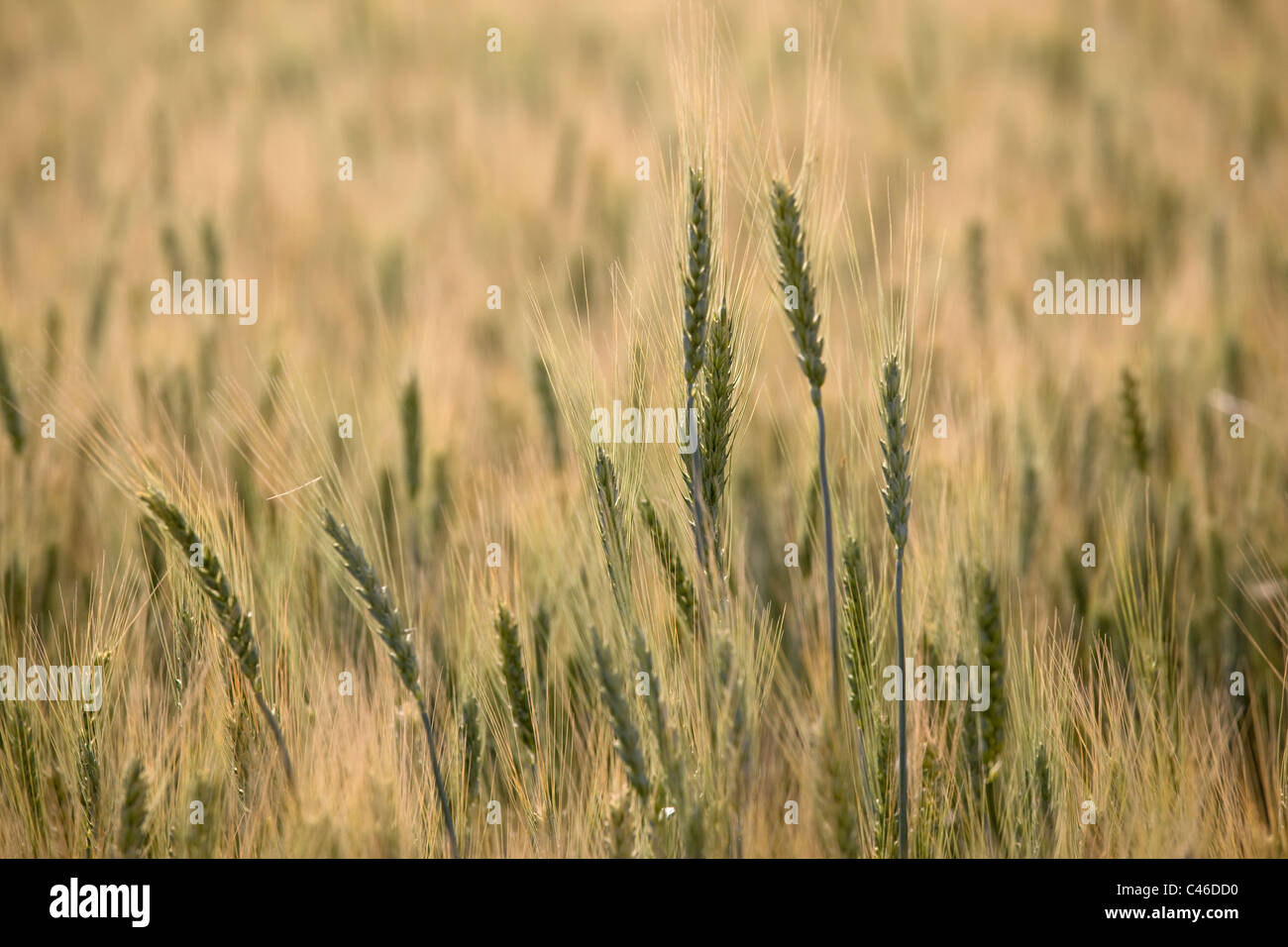 Photographie d'un champ de blé dans la plaine Banque D'Images