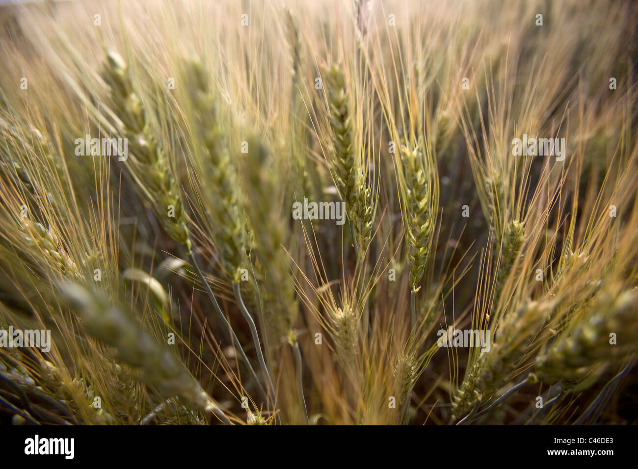 Photographie d'un champ de blé dans la plaine Banque D'Images