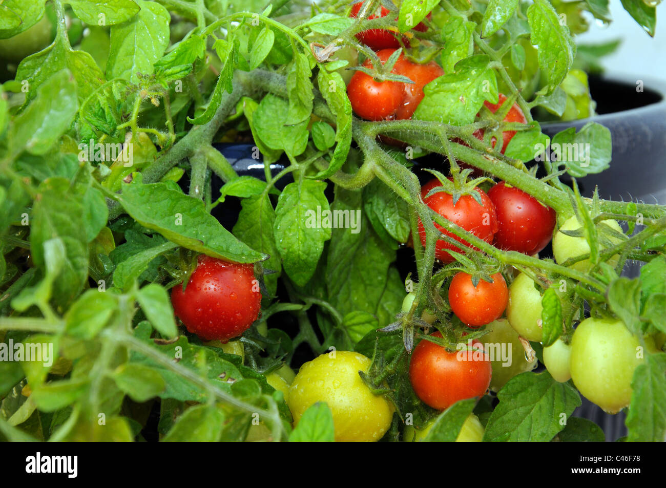 Tomates cerises Maskotka) de la maturation sur la plante, Calypso, Costa del Sol, la province de Malaga, Andalousie, Espagne, Europe de l'Ouest. Banque D'Images