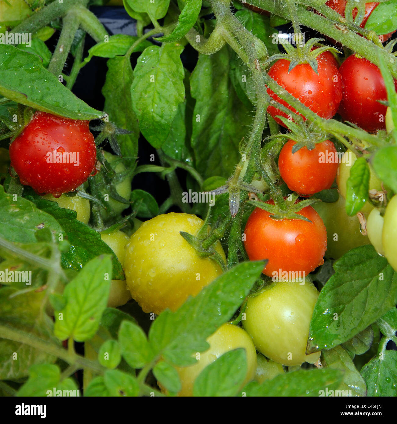 Tomates cerises Maskotka) de la maturation sur la plante, Calypso, Costa del Sol, la province de Malaga, Andalousie, Espagne, Europe de l'Ouest. Banque D'Images