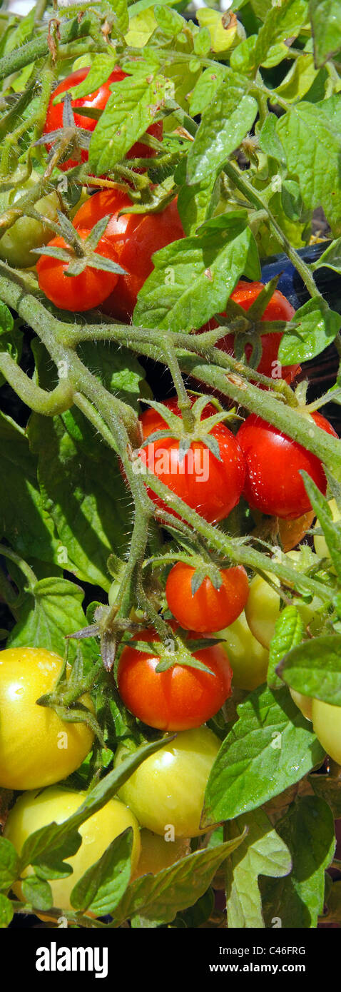 Tomates cerises Maskotka) de la maturation sur la plante, Calypso, Costa del Sol, la province de Malaga, Andalousie, Espagne, Europe de l'Ouest. Banque D'Images