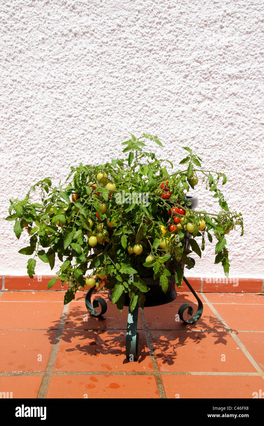 Tomates cerises Maskotka) de la maturation sur la plante, Calypso, Costa del Sol, la province de Malaga, Andalousie, Espagne, Europe de l'Ouest. Banque D'Images