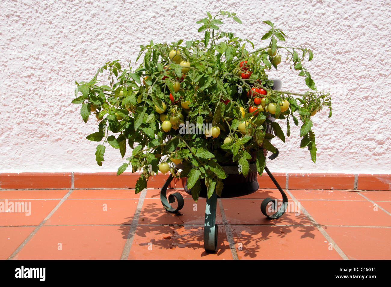 Tomates cerises Maskotka) de la maturation sur la plante, Calypso, Costa del Sol, la province de Malaga, Andalousie, Espagne, Europe de l'Ouest. Banque D'Images