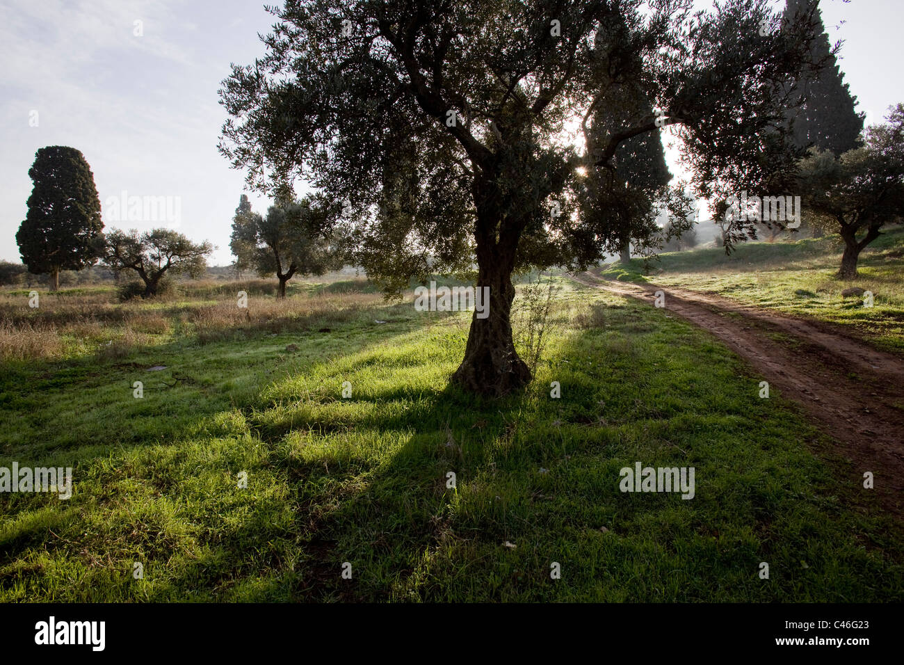 Photographie d'un grove dans la basse Galilée Banque D'Images