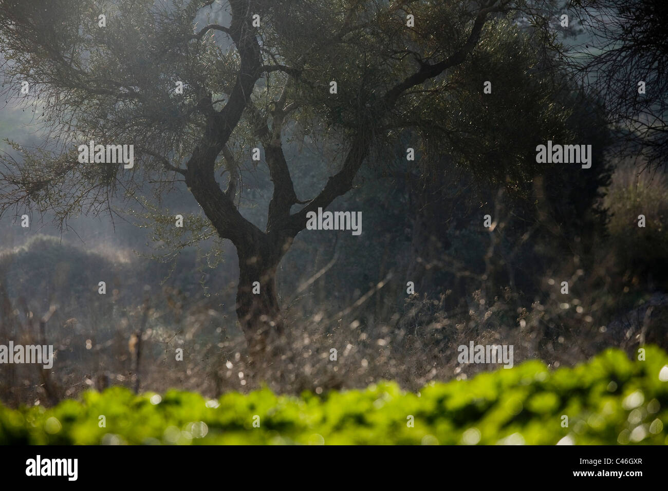 Photographie d'un grove en Galilée Banque D'Images