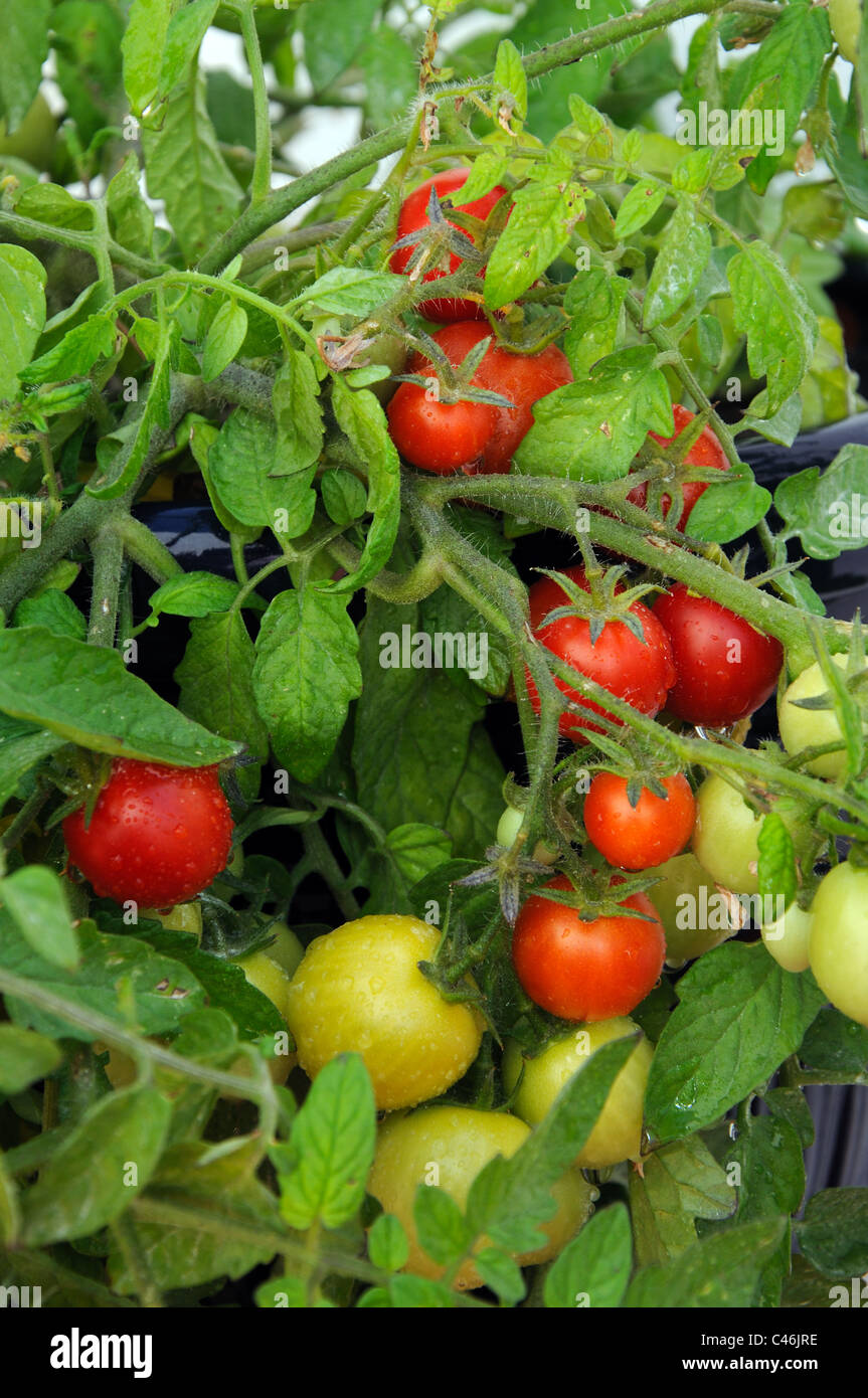 Tomates cerises Maskotka) de la maturation sur la plante, Calypso, Costa del Sol, la province de Malaga, Andalousie, Espagne, Europe de l'Ouest. Banque D'Images