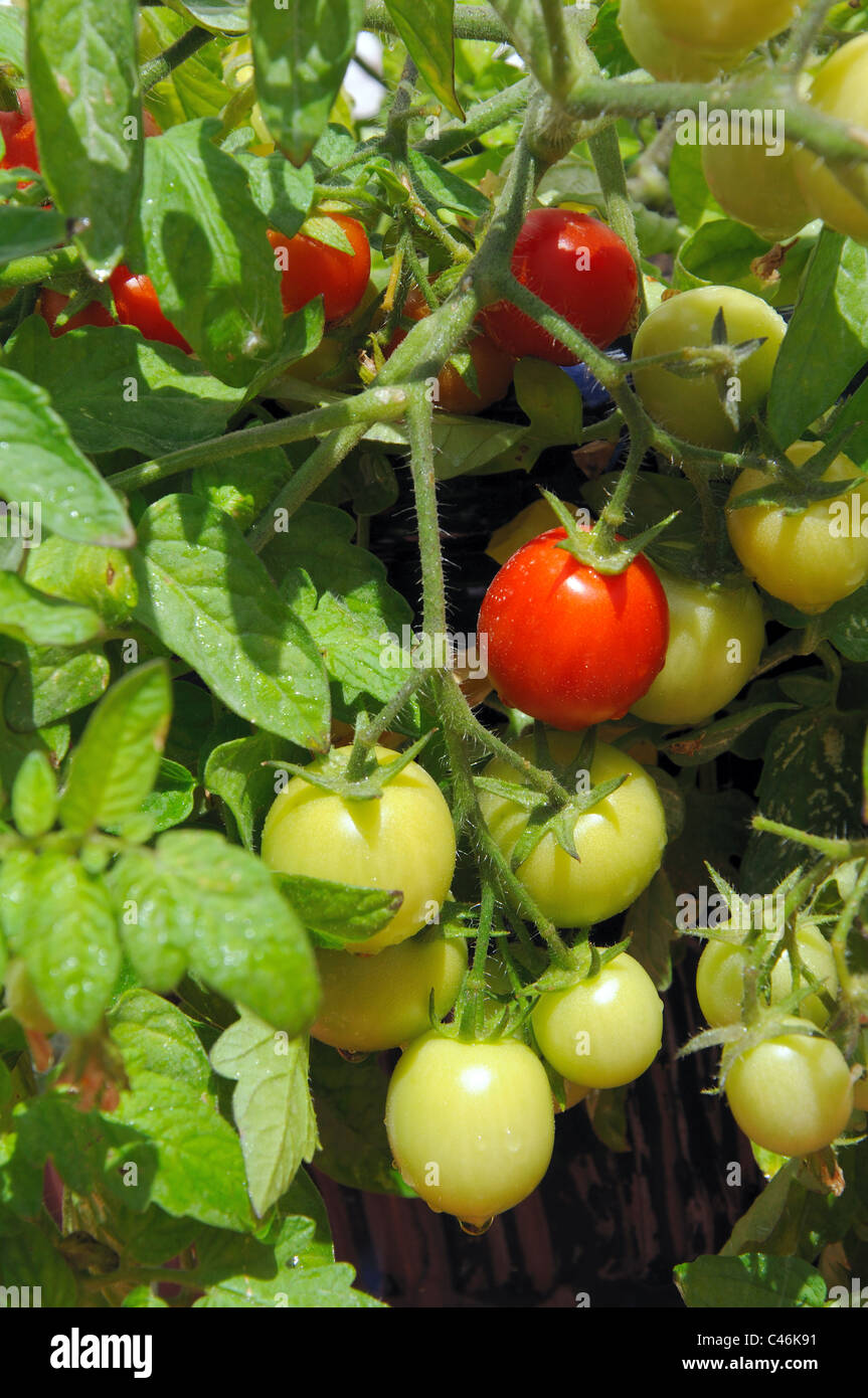 Tomates cerises Maskotka) de la maturation sur la plante, Calypso, Costa del Sol, la province de Malaga, Andalousie, Espagne, Europe de l'Ouest. Banque D'Images