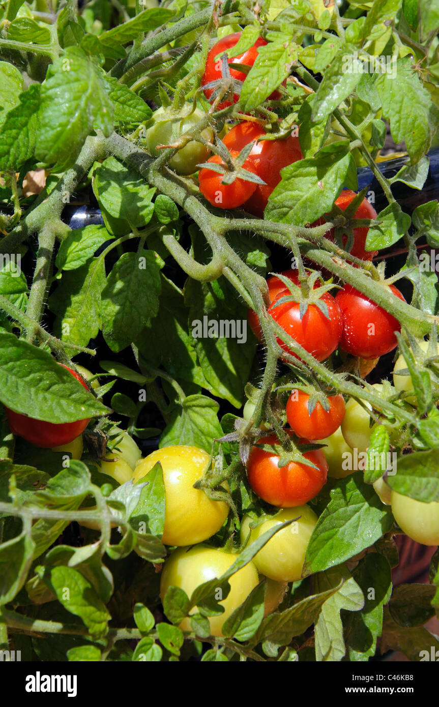 Tomates cerises Maskotka) de la maturation sur la plante, Calypso, Costa del Sol, la province de Malaga, Andalousie, Espagne, Europe de l'Ouest. Banque D'Images