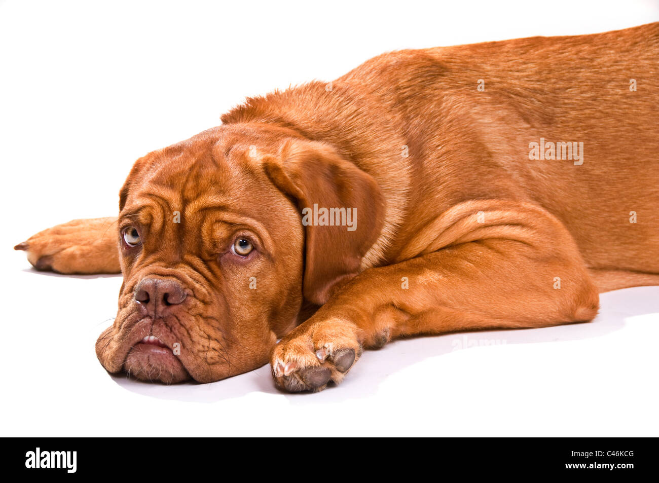 Adorable chiot lying looking at camera Banque D'Images