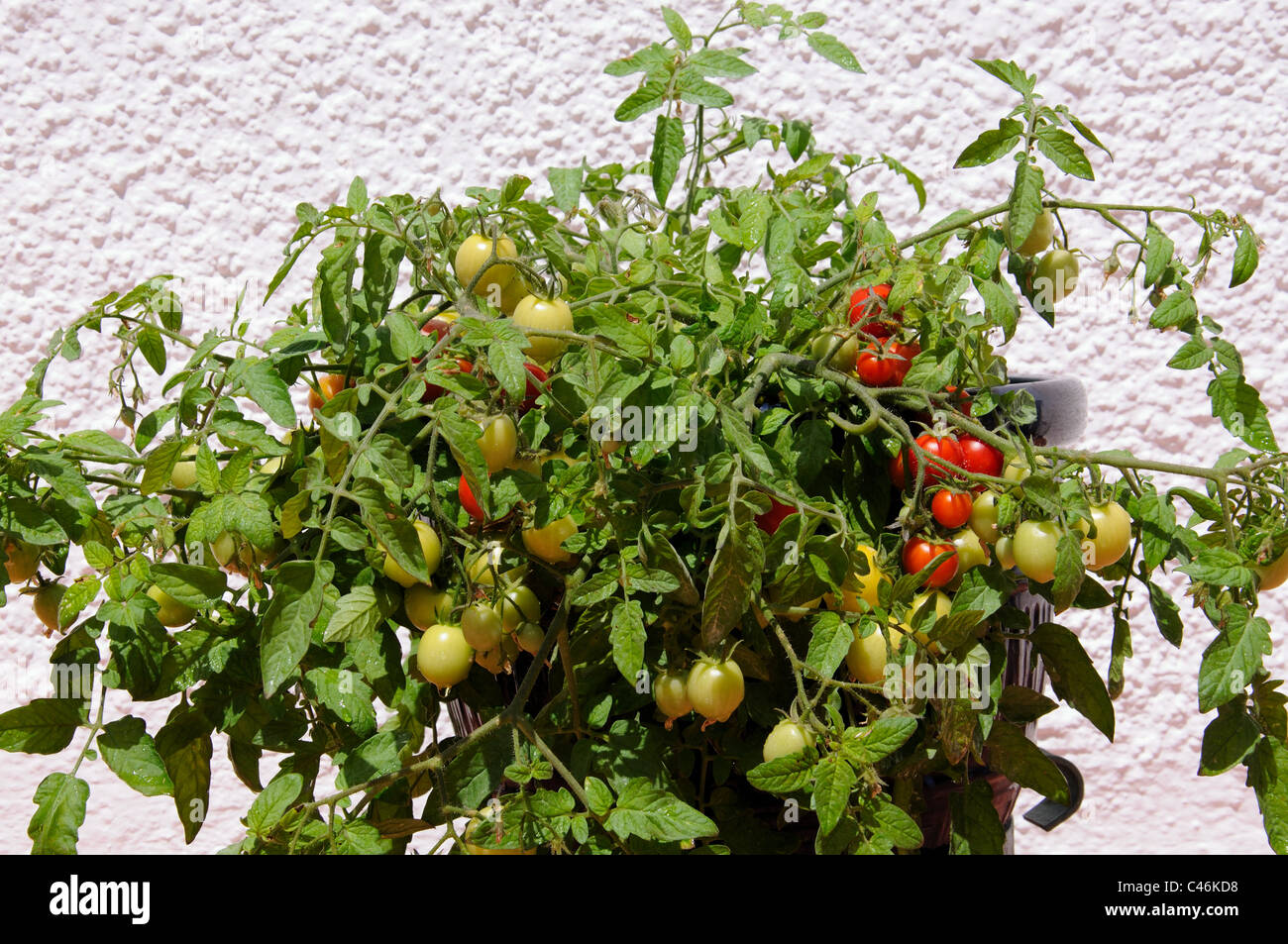 Tomates cerises Maskotka) de la maturation sur la plante, Calypso, Costa del Sol, la province de Malaga, Andalousie, Espagne, Europe de l'Ouest. Banque D'Images