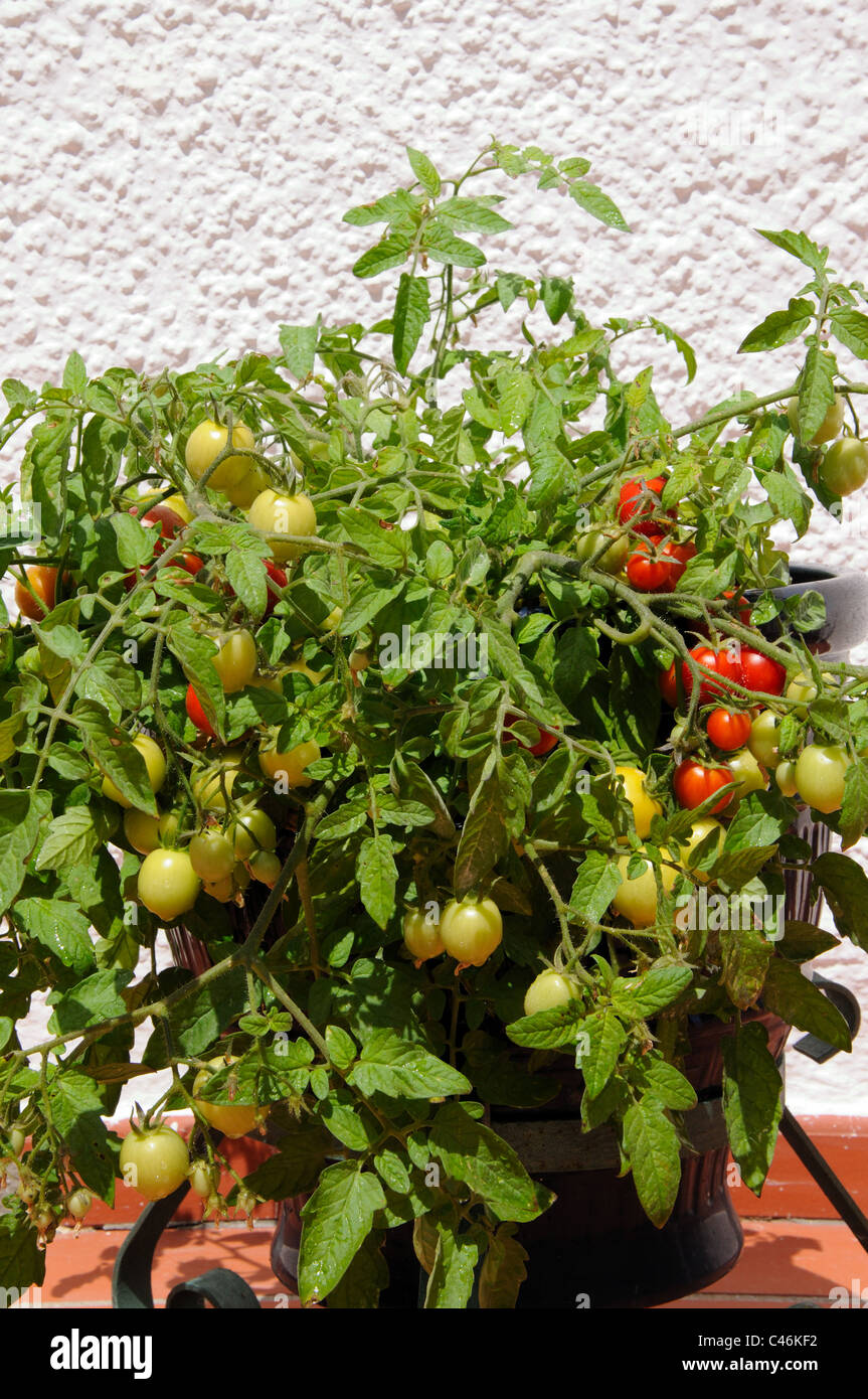 Tomates cerises Maskotka) de la maturation sur la plante, Calypso, Costa del Sol, la province de Malaga, Andalousie, Espagne, Europe de l'Ouest. Banque D'Images