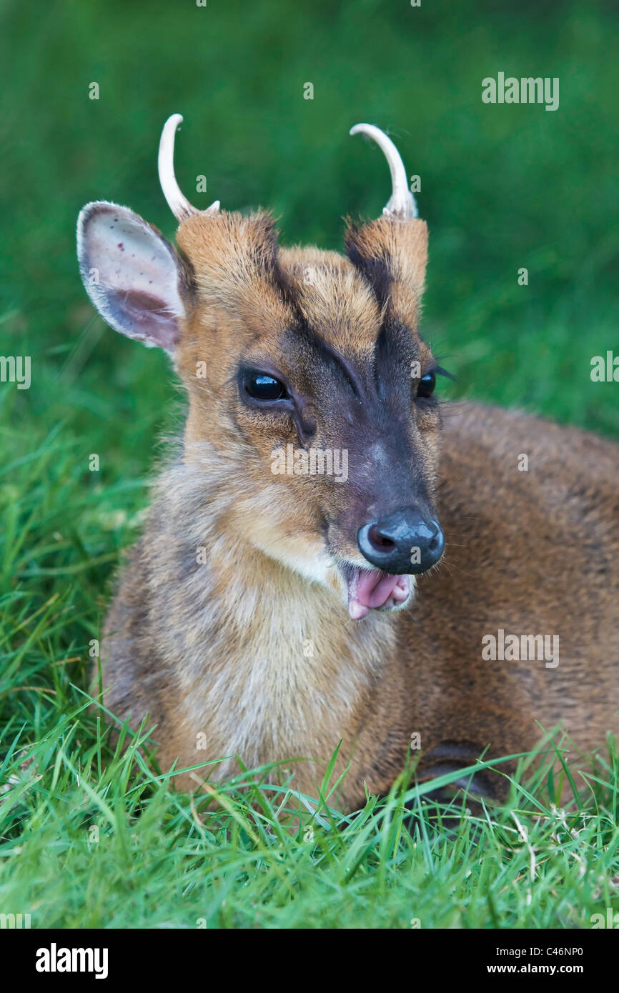 Un cerf Muntjac mâle au repos Banque D'Images