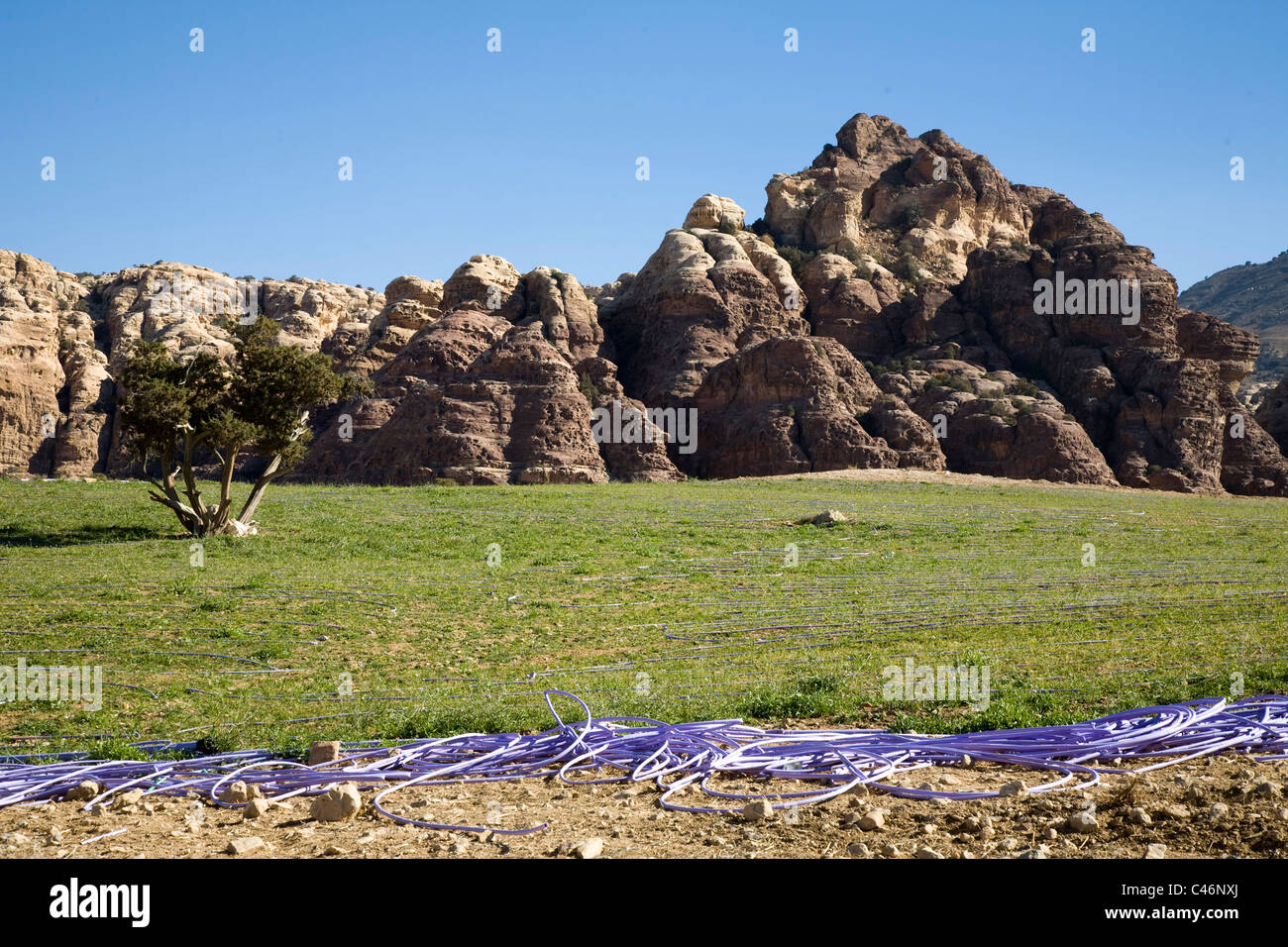 Photographie d'herbe verte au milieu du désert jordanien Banque D'Images