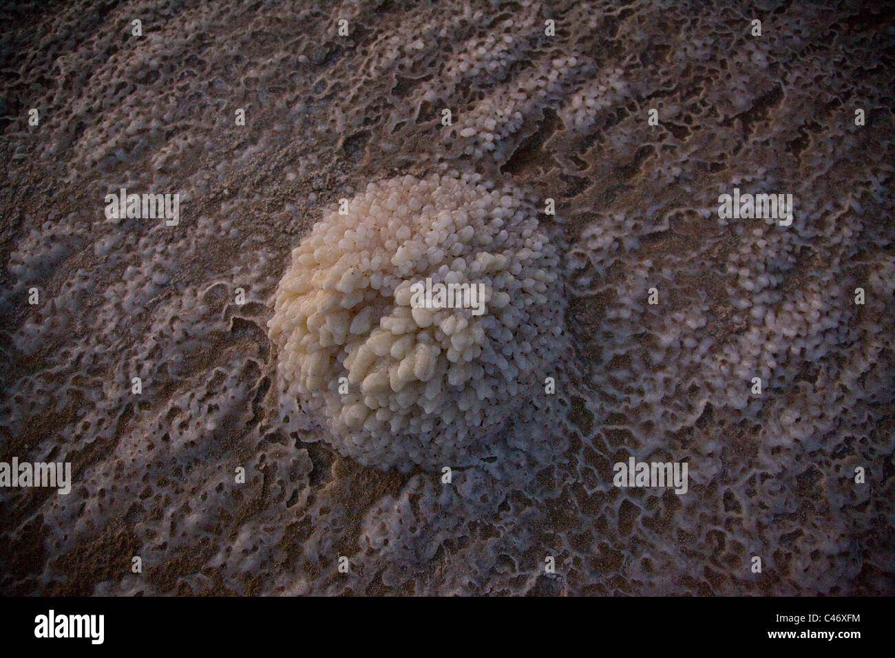 Résumé Vue d'un cristal de sel dans la mer Morte Banque D'Images