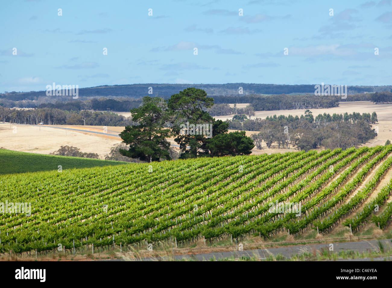 Vignoble dans la région de vin Mt Barker. Mt Barker, Western Australia, Australia Banque D'Images