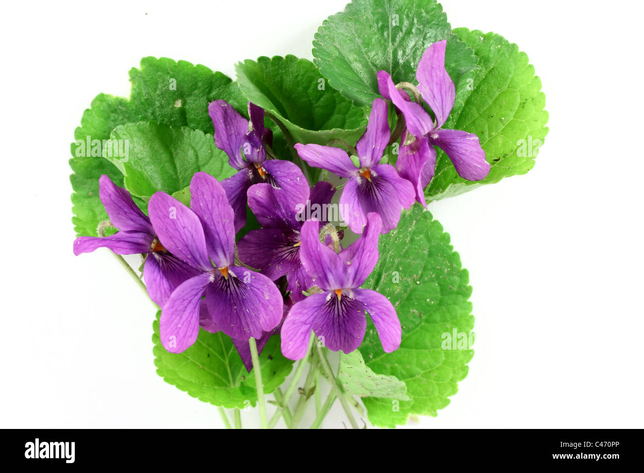 Violette fleur verte herbe feuille odorata plante viola Banque de  photographies et d'images à haute résolution - Alamy
